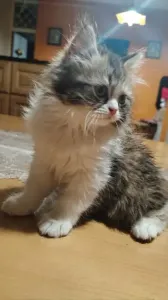 Chaton persan