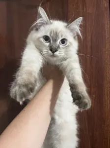 Chaton balinais persan