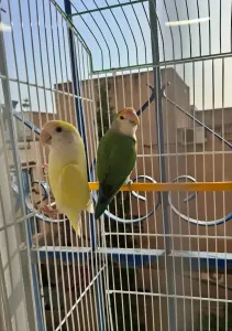 couple perroquet inseparables