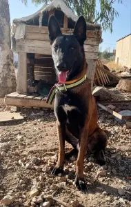 Chiots berger belge (malinois)
