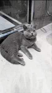 British shorthair mâle lilac