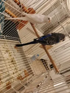 Couple perruche
