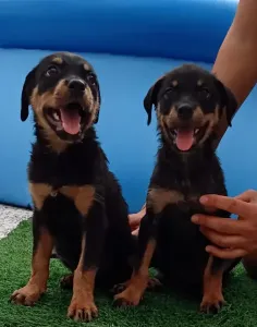 Vente couple chiot rottweiler