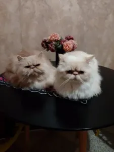 Couple reproducteur