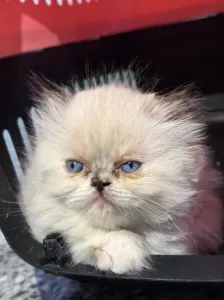 Chat persan half peke face