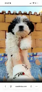 Caniche