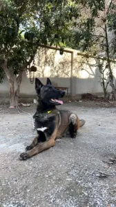malinois charbonner