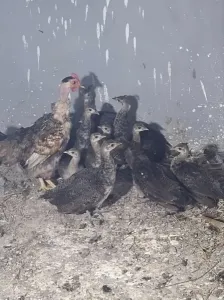 Poussins Paon bleu