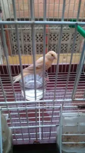 Canari satini