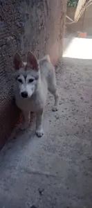 Chien haski femelle