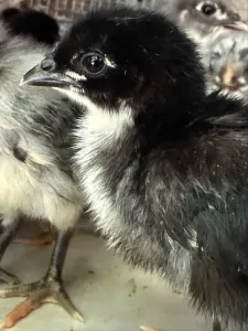 Australorp