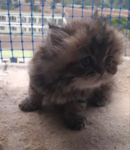 Chats Persan silver est golden