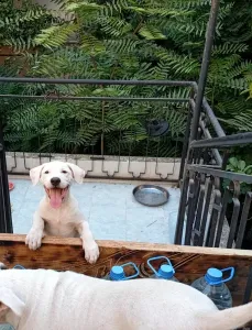 Dog Argentina