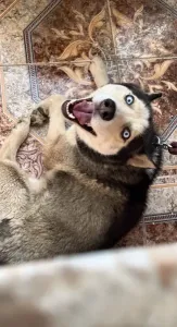 Mal husky sibiriene