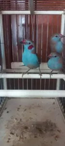 Trois cordon bleu