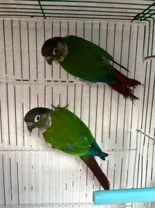 oiseau perroquet conur