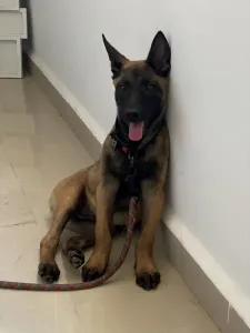 Malinois chuit
