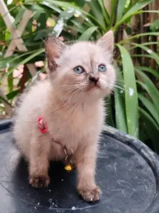 Deux adorable femelle chat