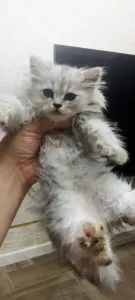 Chat persan