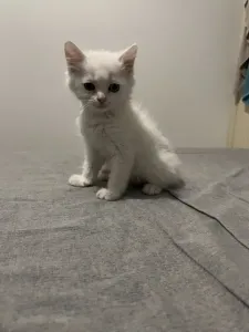 Chat persan blanc