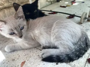 Chatons persan croisés pour adopt