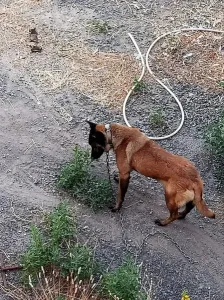 chienne Malinois