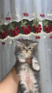 Chats persan