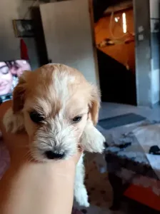 Caniche bichon