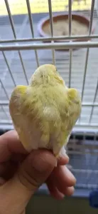 Brun jaspe jaune mosaïque DD