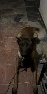Chien malinois