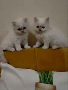 Persan