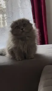 Scottish fold longhair