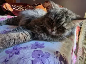 Persan chinchilla