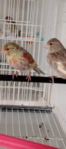 Des couple canari jasp 2026