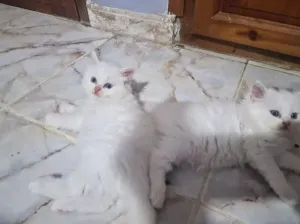 Persan chinchilla