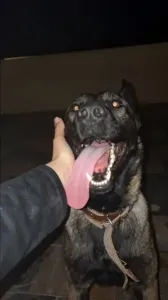 Malinois