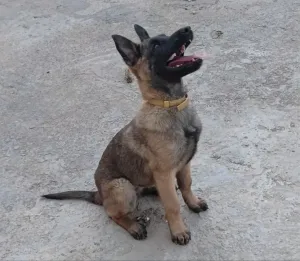 Malinois pure sang