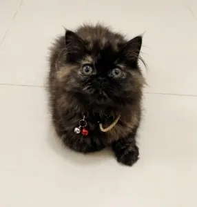 Chat Persan Femelle
