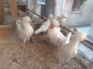 Vent poule padodoue