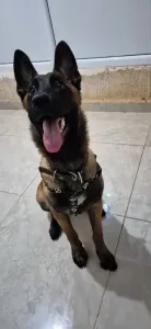 Magnifique chiot Berger Belge