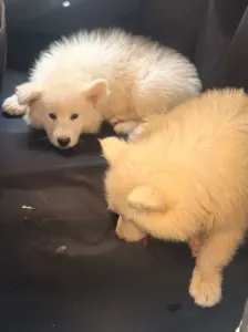 Chiots samoyède