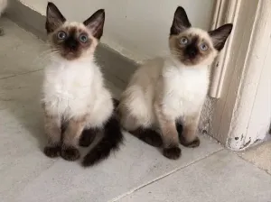 Chatons siamoi