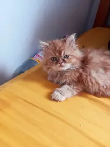 Vendre chaton persan femelle