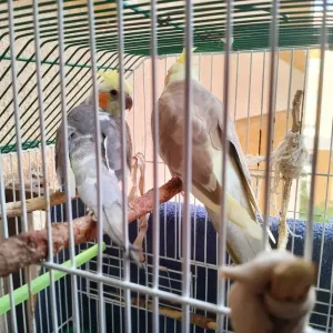 Couple calopsitte