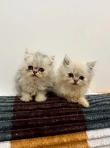 Chat persan