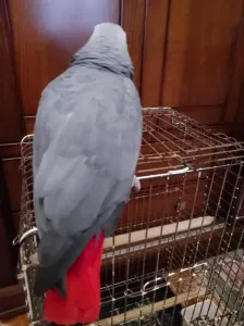 Gris du Gabon