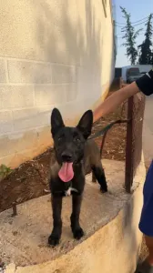 Chiot malinois charboné femelle 2