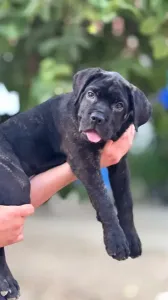 Cane corso femelle