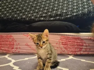 Chat à adopter