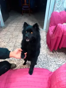 Spitz